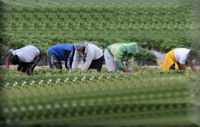 Immigrazione e sfruttamento del lavoro: muore operaio sotto il sole condannati imprenditori agricoli