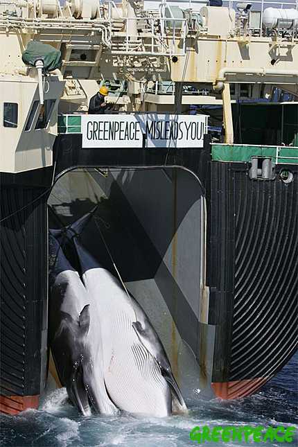 Giappone vs Sea Shepherd: è guerra per le baleniere
