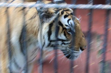 Cleo: la tigre che non deve essere trasferita