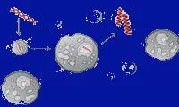 Malattie rare: si chiama Glybera il primo farmaco che corregge i grassi