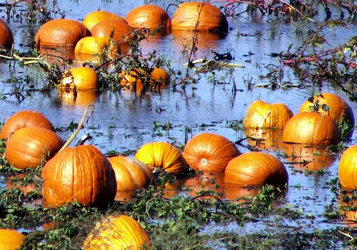 Maltempo, danni all'agricoltura