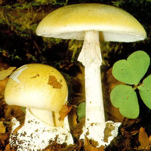 Avvelenato dai funghi, lo salva un trapianto di fegato