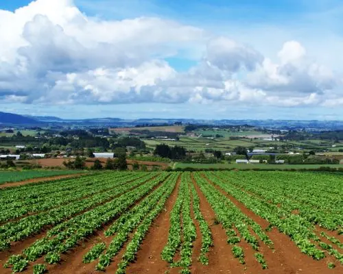 Caligiuri: "Un progetto complessivo per affrontare la crisi dell'agricoltura in Calabria"