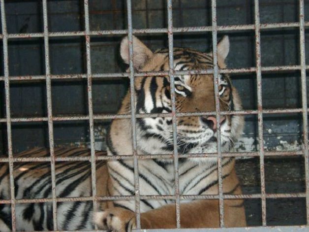 Bambino azzannato mentre cerca di dare cioccolata a una tigre