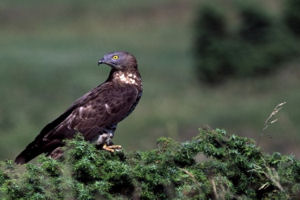 Regione: commissione approva Pdl gestione foreste