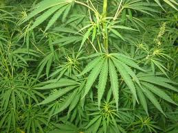 Droga: marijuana in casa, 2 arresti a Girifalco (Catanzaro)