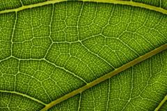 Ambiente: piante contro inquinamento, studio Eni-Ateneo a Crotone