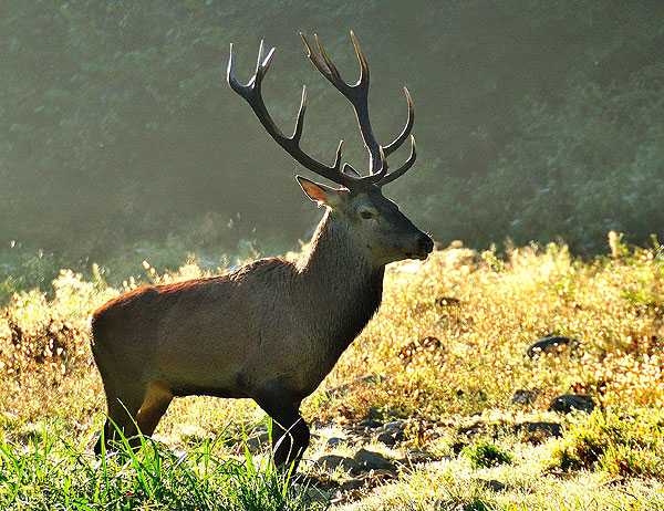Piemonte: la caccia è sospesa, l'assessore è invitato a dimettersi