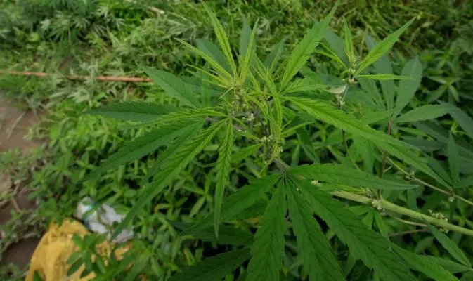 Società fallisce e lui coltiva marijuana