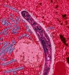 Un nuovo passo avanti nella scoperta della cura della malaria