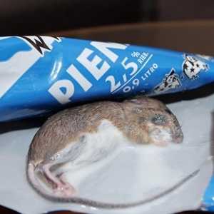 Trova topo nel latte: l'azienda chiede le foto