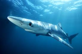 Squalo avvistato ad Ostia