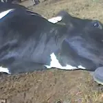 Usa: orrore al macello, McDonald's sospende gli acquisti - VIDEO