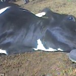 Usa: orrore al macello, McDonald's sospende gli acquisti - VIDEO