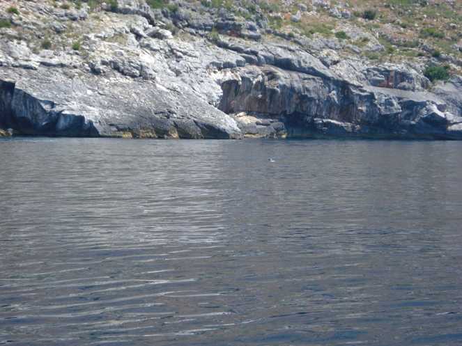 Ambiente. Una buona notizia. Turisti italiani avvistano la "foca monaca" in Albania