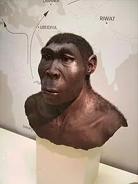 L'Homo Erectus non era solo