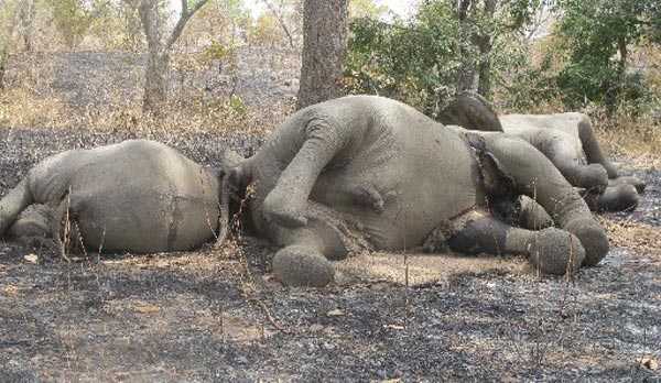 Wwf lancia l'allarme: è strage di elefanti in Camerun