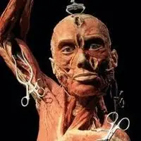 Cadaveri in mostra, Body Worlds arriva a Milano