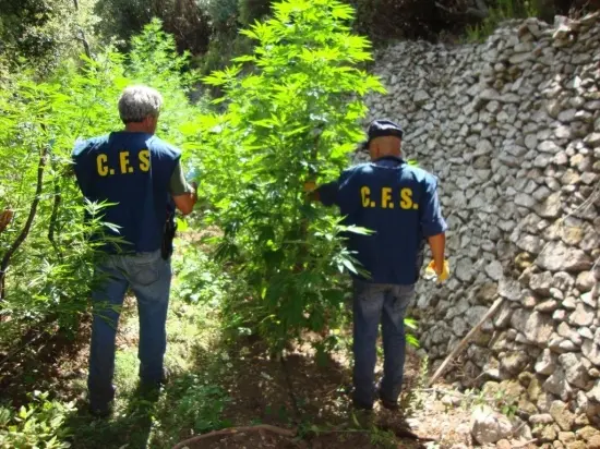 Rinvenuta piantagione di canapa indiana: sequestrate 5mila piante