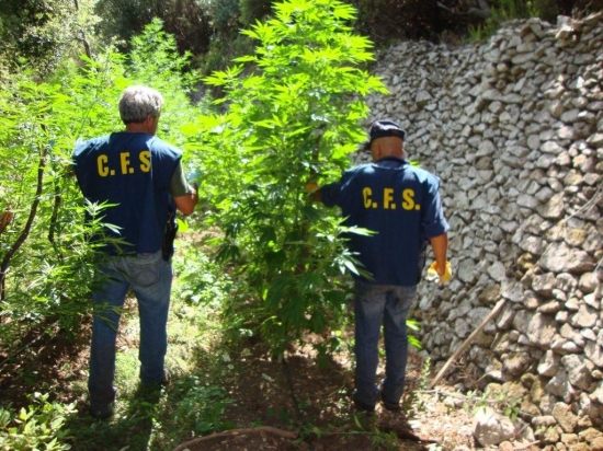Rinvenuta piantagione di canapa indiana: sequestrate 5mila piante