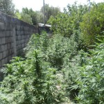 Droga: Siderno, sequestrata piantagione su terreno confiscato 'Ndrangheta