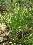 Pianta velenosa del Gargano diffusa nella nostra macchia mediterranea cura il cancro alla prostata