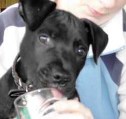 Lennox, il cane illegalmente condannato a morte in Irlanda: il mondo si mobilita per salvarlo