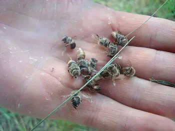 Moria delle Api: vietato l'uso del pesticida "Cruiser" della Syngenta venduto anche in Italia