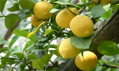 7 centesimi per un chilo di limoni siciliani. Il prossimo passo è il "made in Italy" turco?