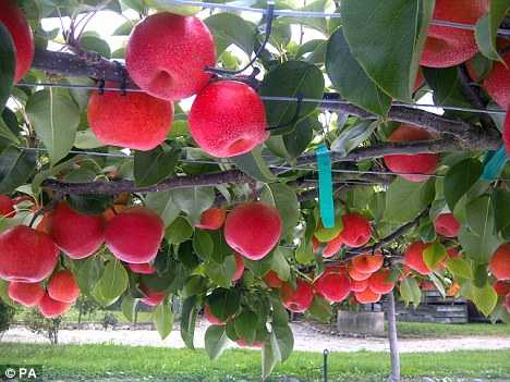 Nei mercati inglesi spunta la "Papple", metà pera e metà mela