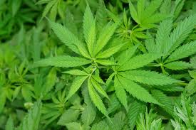 Droga: italiani al primo posto in Europa per consumo di cannabis nell'ultimo anno