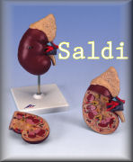 La disperazione dilaga in Italia: dopo i  suicidi, reni in vendita per pagare i debiti