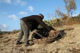 La Grecia cerca braccia per la raccolta delle pesche: all'annuncio rispondono cinquemila albanesi