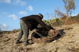 La Grecia cerca braccia per la raccolta delle pesche: all'annuncio rispondono cinquemila albanesi