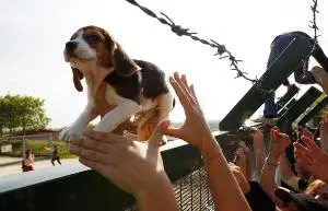 Born to die. La lotta degli animalisti per la chiusura di Green Hill