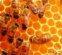 Allarme ambiente: fermare la moria delle api