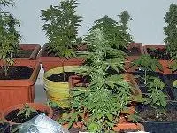 Cagliari arrestati madre e figlio coltivavano marijuana in casa per venderla