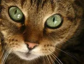 S'incontrano a Bari i GATTI più belli del Mondo