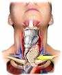 Indagine Doxa: malattie della tiroide molto diffuse, ma solo 1 italiano su 5 le conosce