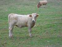 Salute: il virus killer denominato "Schmallenberg" isolato in bovini infetti