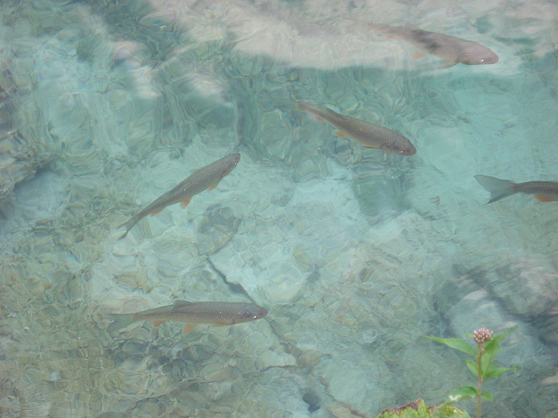 Unione europea contro Montalbano, "guerra" tra Commissari per i "pescetti"