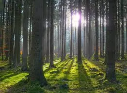 L'iniziativa ''Piantiamo un milione di alberi'' dell'Associazione Internazionale dei Lions