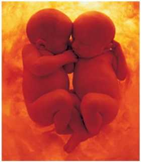 Gli embrioni vanno in letargo! La nuova scoperta italiana