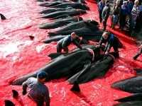 Amazon, stop alla vendita di carne di balena