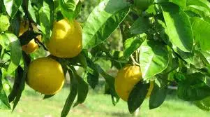 Succo di bergamotto,inibisce la produzione del colesterolo nel sangue