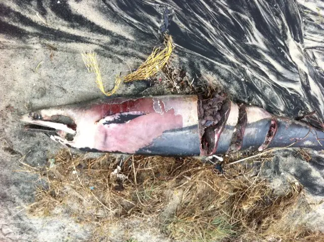 Sportello dei Diritti. Un delfino spiaggiato tra San Foca e Torre Specchia