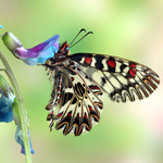 "Percorsi di biodiversità" a Conversano