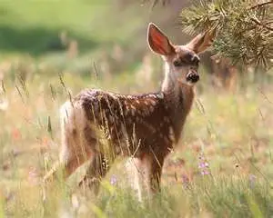Giovanardi (Pdl) Stop campagne animaliste per difendere Made in Italy