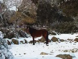 Neve e gelo su tutta l'isola, Nuoro -10
