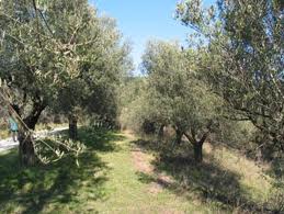 Ndrangheta: tre rumeni arrestati dai Carabinieri mentre abbattevano ulivi secolari